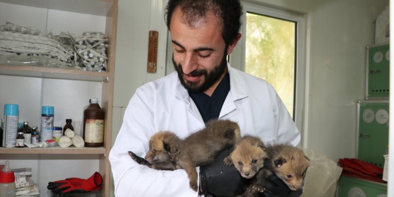 Erzurum'da öksüz kalan 4 tilki yavrusu korumaya alındı
