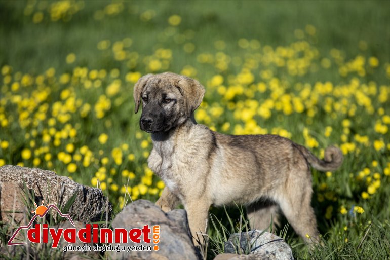 foto eşliğinde Kopuz ERZURUM safari - 11