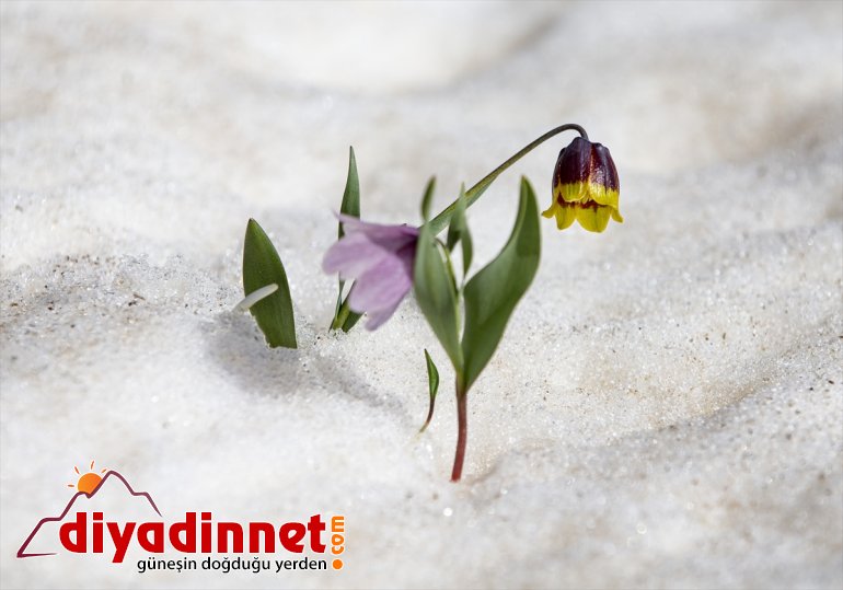 Kopuz eşliğinde ERZURUM safari - foto 10