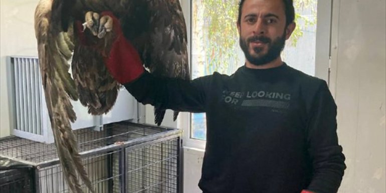 Erzurum'da yaralı bulunan kaya kartalı korumaya alındı