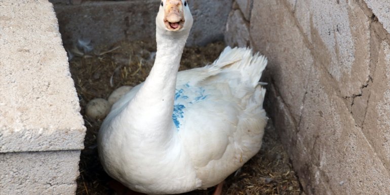 40 kazla başladığı yetiştiricilikte yörenin önde gelen tedarikçilerinden oldu