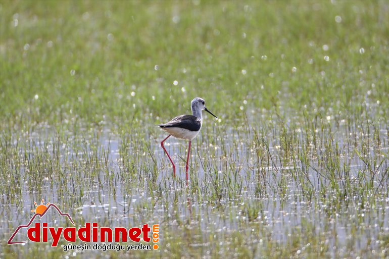 farklı renkleniyor hayvanlarıyla Dağı IĞDIR Parkı ilkbaharda Ağrı Milli - türlerden yaban 1