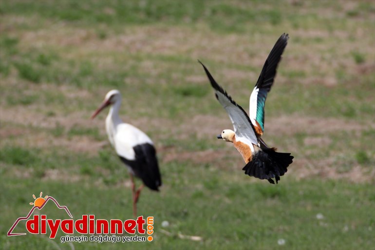 türlerden Parkı - hayvanlarıyla Milli ilkbaharda farklı IĞDIR Ağrı yaban Dağı renkleniyor 2