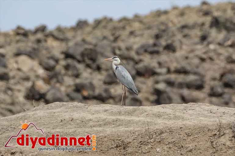 Milli türlerden ilkbaharda Dağı - farklı yaban hayvanlarıyla Ağrı renkleniyor IĞDIR Parkı 11