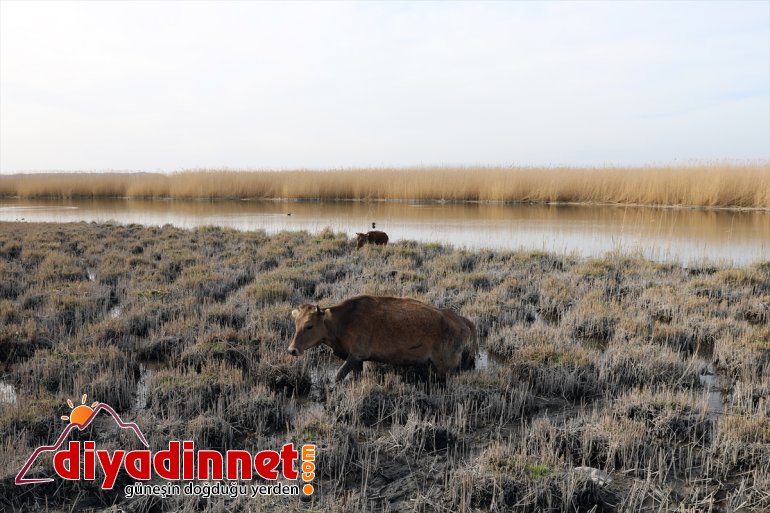 ilkbaharda Milli farklı hayvanlarıyla yaban - Ağrı Dağı türlerden Parkı IĞDIR renkleniyor 12
