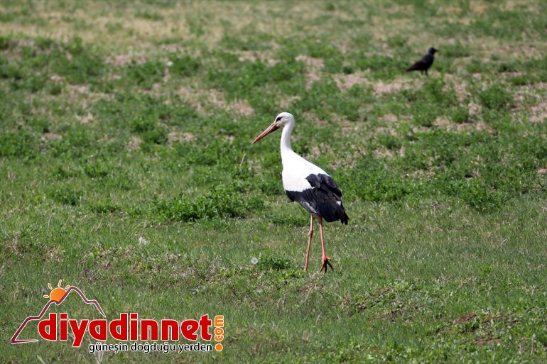 Parkı Milli farklı Dağı IĞDIR - Ağrı türlerden hayvanlarıyla ilkbaharda yaban renkleniyor 13