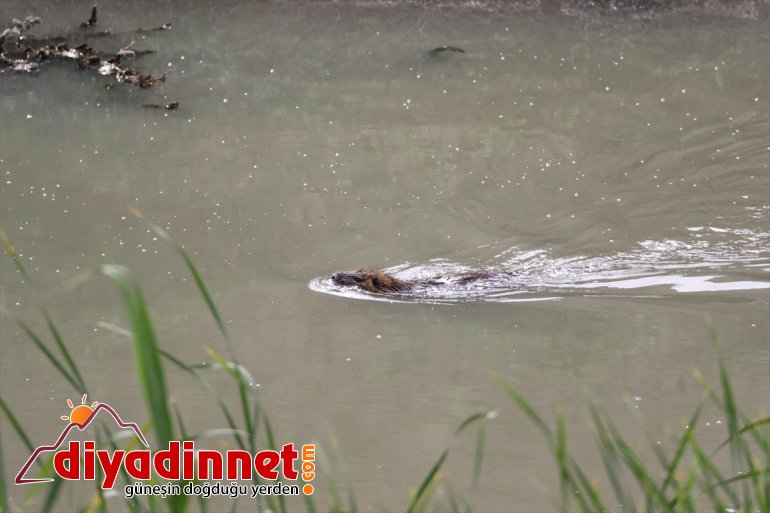 Dağı ilkbaharda Parkı IĞDIR farklı yaban hayvanlarıyla - türlerden Ağrı Milli renkleniyor 14