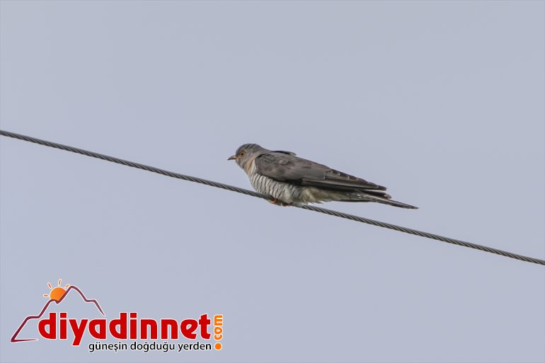 Milli IĞDIR Ağrı yaban renkleniyor farklı Parkı ilkbaharda hayvanlarıyla Dağı türlerden - 15