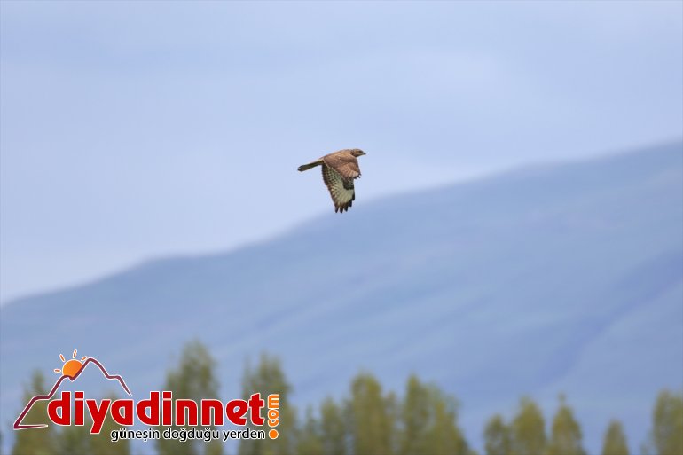 türlerden Dağı IĞDIR farklı Parkı Milli - Ağrı ilkbaharda renkleniyor hayvanlarıyla yaban 16