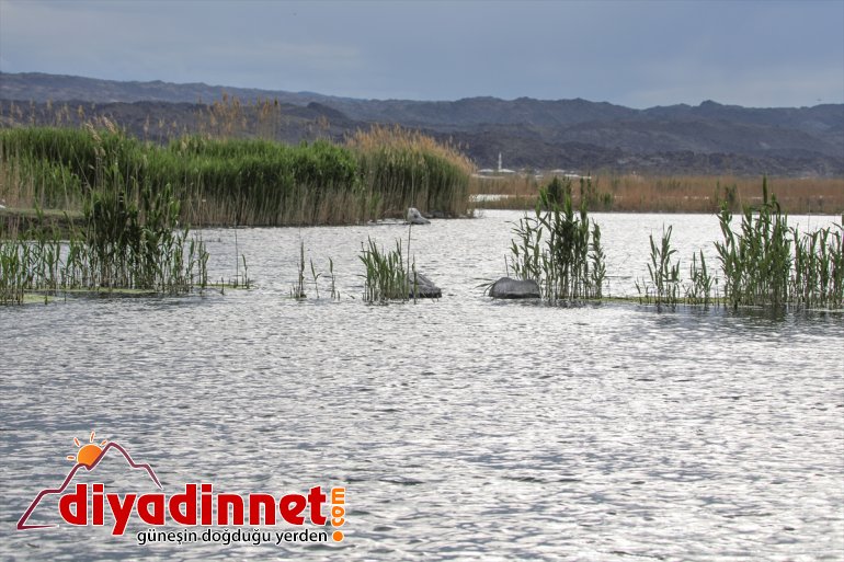 Parkı farklı - Dağı türlerden Ağrı IĞDIR renkleniyor yaban ilkbaharda hayvanlarıyla Milli 17