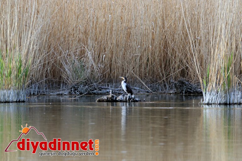 - ilkbaharda yaban IĞDIR Parkı hayvanlarıyla farklı Ağrı renkleniyor türlerden Milli Dağı 18