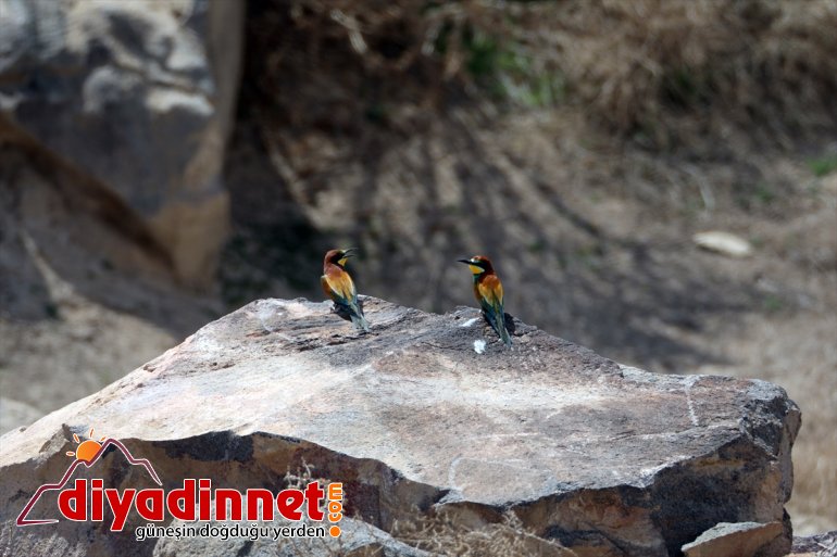 Milli farklı Ağrı hayvanlarıyla IĞDIR - Parkı Dağı ilkbaharda yaban türlerden renkleniyor 19