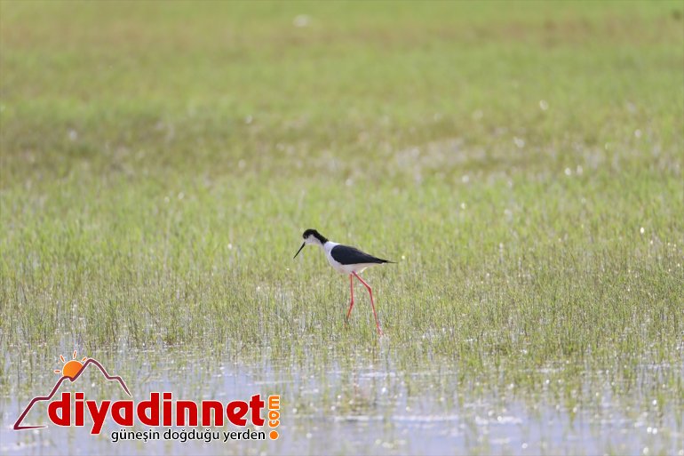 - hayvanlarıyla renkleniyor ilkbaharda Parkı Ağrı Dağı IĞDIR Milli türlerden yaban farklı 20