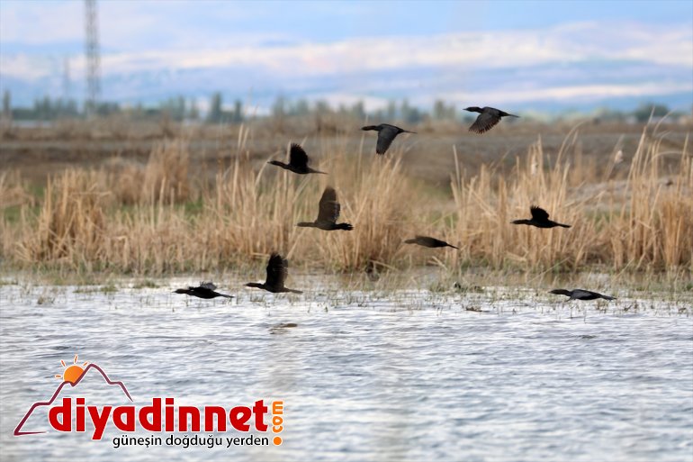 yaban farklı türlerden Parkı hayvanlarıyla - ilkbaharda Ağrı Dağı IĞDIR Milli renkleniyor 3