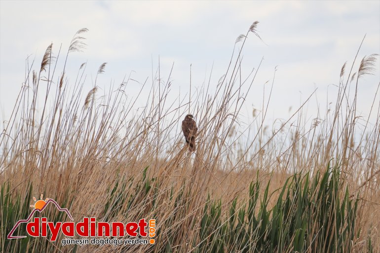 Ağrı Dağı yaban Parkı Milli türlerden IĞDIR renkleniyor hayvanlarıyla - farklı ilkbaharda 21