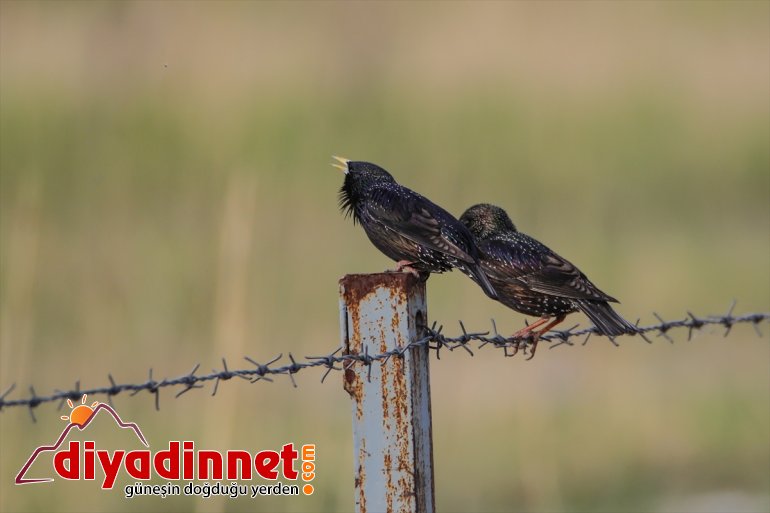 ilkbaharda türlerden - farklı Ağrı Dağı Parkı yaban IĞDIR hayvanlarıyla Milli renkleniyor 22
