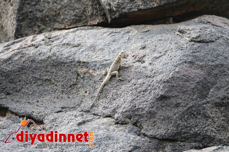 Parkı Milli renkleniyor IĞDIR Dağı yaban farklı türlerden Ağrı hayvanlarıyla - ilkbaharda 23