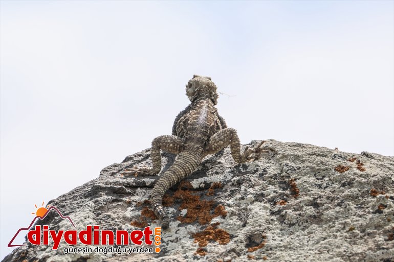 Dağı farklı türlerden Milli ilkbaharda Ağrı IĞDIR Parkı hayvanlarıyla - yaban renkleniyor 24