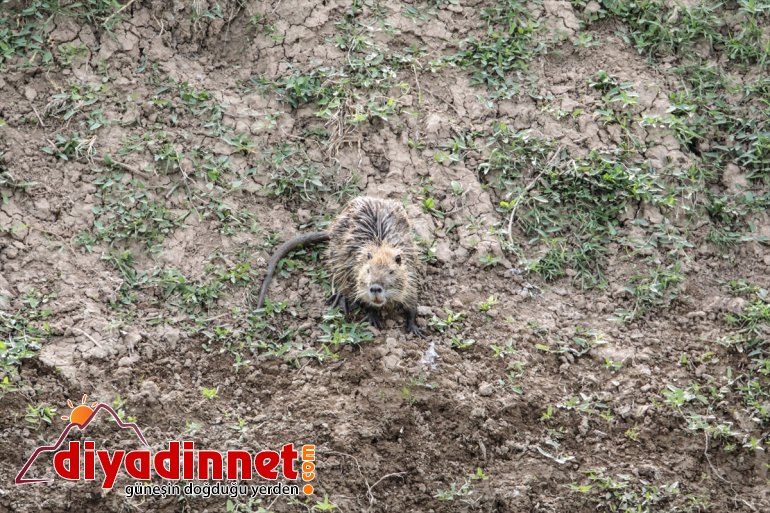 - Milli ilkbaharda Parkı Dağı renkleniyor Ağrı farklı türlerden IĞDIR yaban hayvanlarıyla 25