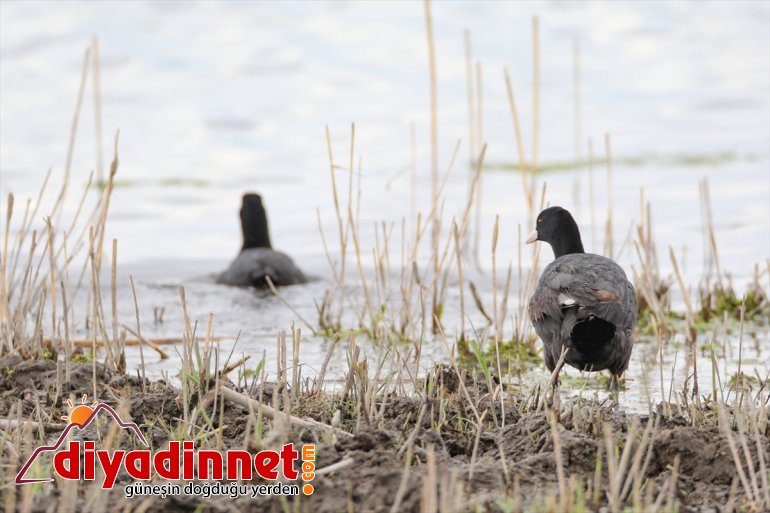 yaban hayvanlarıyla Ağrı renkleniyor Dağı Parkı IĞDIR türlerden - farklı Milli ilkbaharda 5