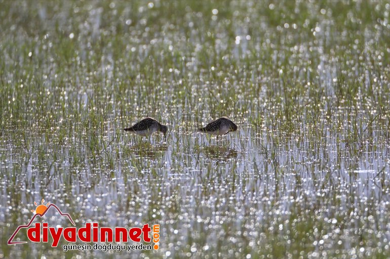 yaban - Parkı hayvanlarıyla ilkbaharda IĞDIR farklı Dağı Milli Ağrı renkleniyor türlerden 6