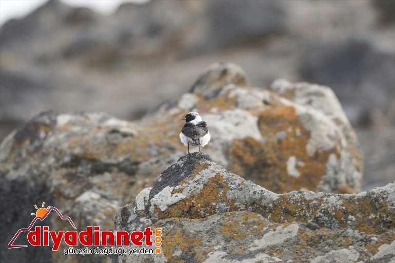 hayvanlarıyla yaban Ağrı Parkı Dağı Milli farklı IĞDIR - renkleniyor türlerden ilkbaharda 7