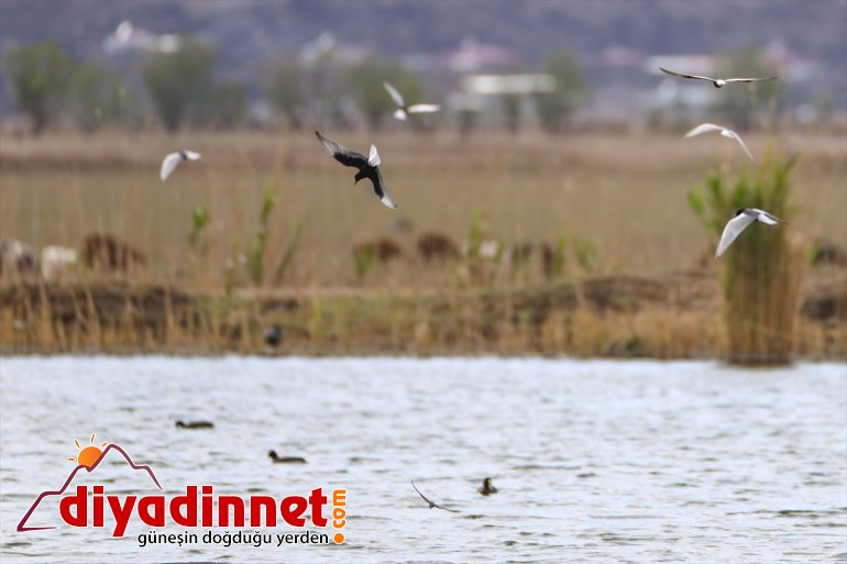 Dağı Milli hayvanlarıyla IĞDIR - Parkı yaban Ağrı renkleniyor ilkbaharda türlerden farklı 8