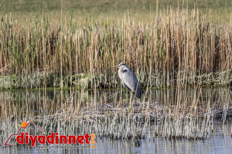 Dağı Parkı hayvanlarıyla Milli ilkbaharda IĞDIR renkleniyor - farklı yaban türlerden Ağrı 9