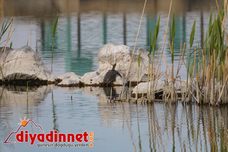 farklı hayvanlarıyla yaban türlerden ilkbaharda - Milli renkleniyor IĞDIR Parkı Ağrı Dağı 10