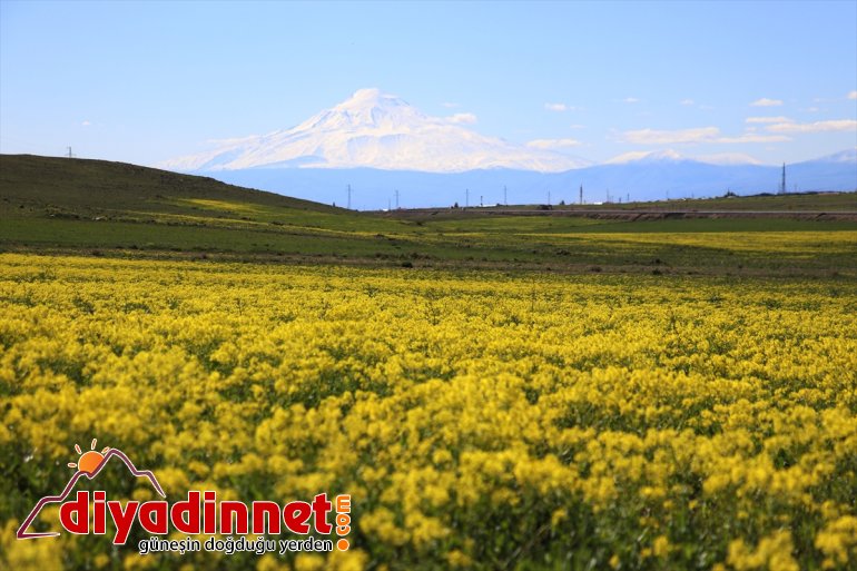 zirvesi - Ağrı IĞDIR beyaza mayısta Dağı