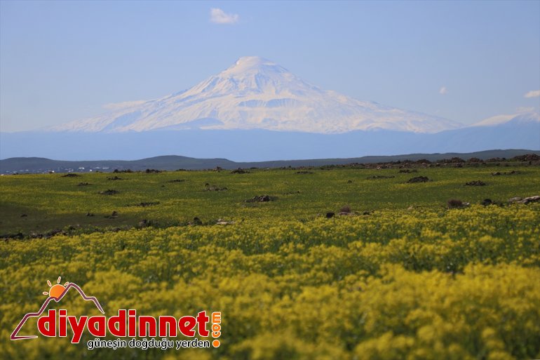 - IĞDIR büründü Ağrı mayısta zirvesi beyaza Dağı