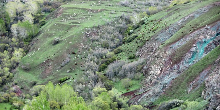 IĞDIR - Çiftçiler hayvan sürülerini yüksekteki otlaklara çıkarmaya başladı1