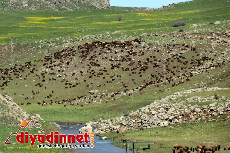 yolculuğu başladı göçerlerin Ağrı yaylalarına Iğdır