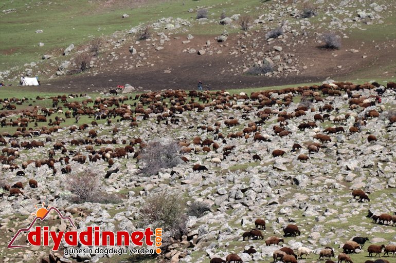 Ağrı yaylalarına yolculuğu başladı Iğdır