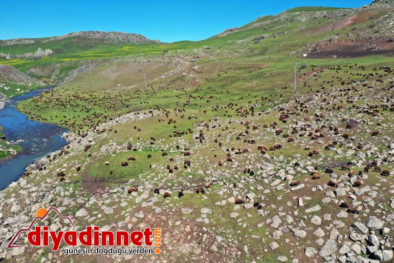 Ağrı göçerlerin yolculuğu yaylalarına Iğdır