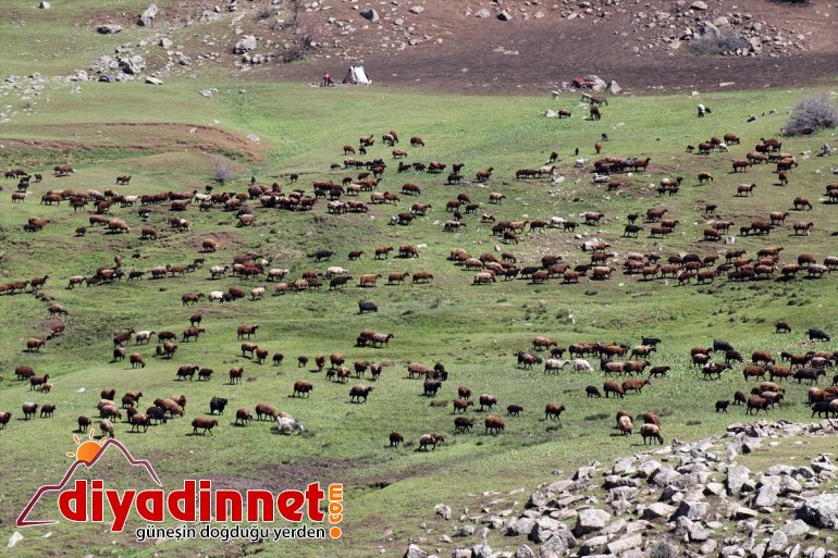 başladı Ağrı göçerlerin yolculuğu yaylalarına Iğdır