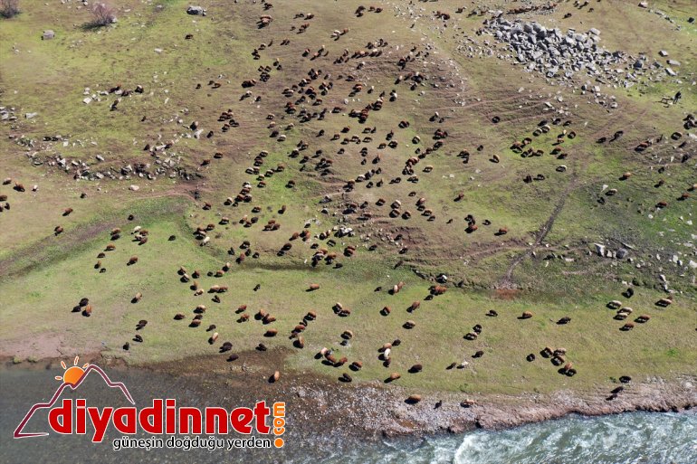 yaylalarına göçerlerin yolculuğu Ağrı başladı Iğdır