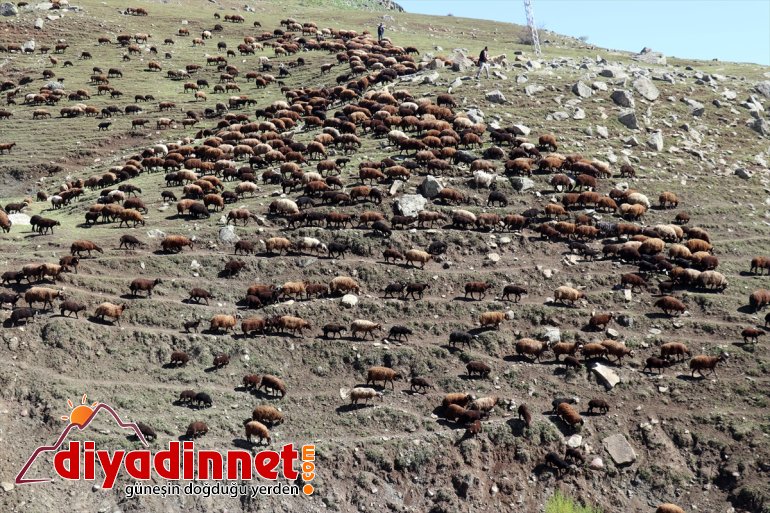 yaylalarına yolculuğu Ağrı göçerlerin Iğdır