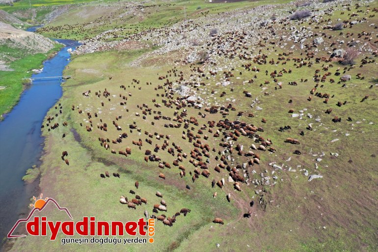 Ağrı göçerlerin yaylalarına başladı yolculuğu Iğdır