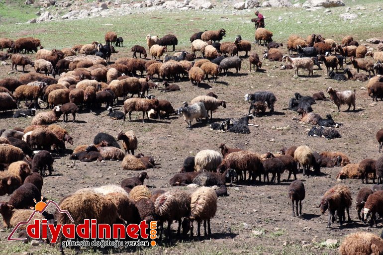 Ağrı göçerlerin Iğdır