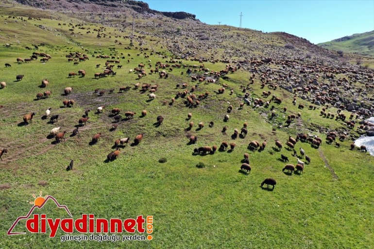 başladı yaylalarına Ağrı Iğdır