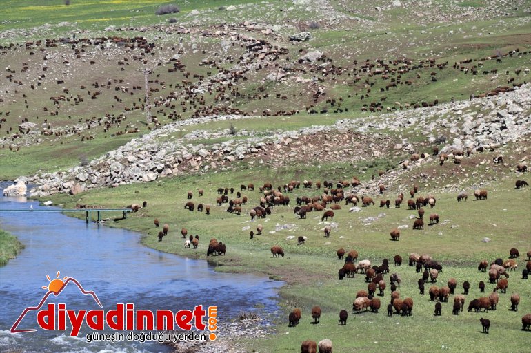 yaylalarına göçerlerin Iğdır