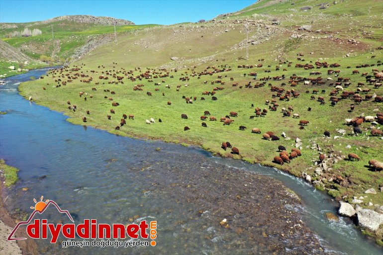 Ağrı başladı yolculuğu göçerlerin Iğdır