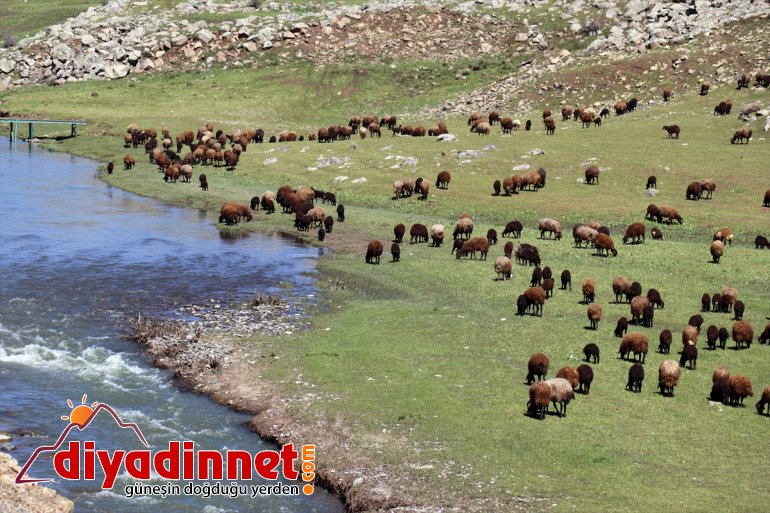 yaylalarına yolculuğu Ağrı başladı göçerlerin Iğdır