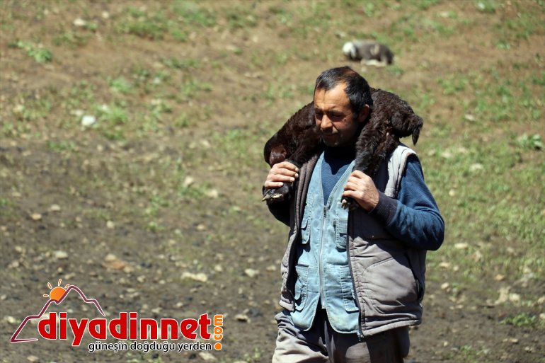 yaylalarına başladı Iğdır