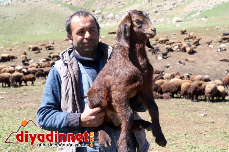 yolculuğu yaylalarına başladı Ağrı Iğdır