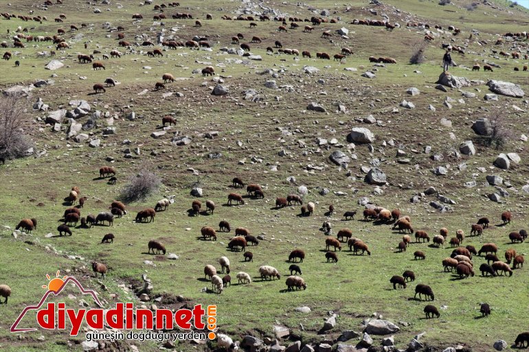Ağrı göçerlerin yaylalarına Iğdır