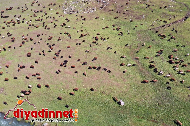 başladı yolculuğu yaylalarına Ağrı göçerlerin Iğdır