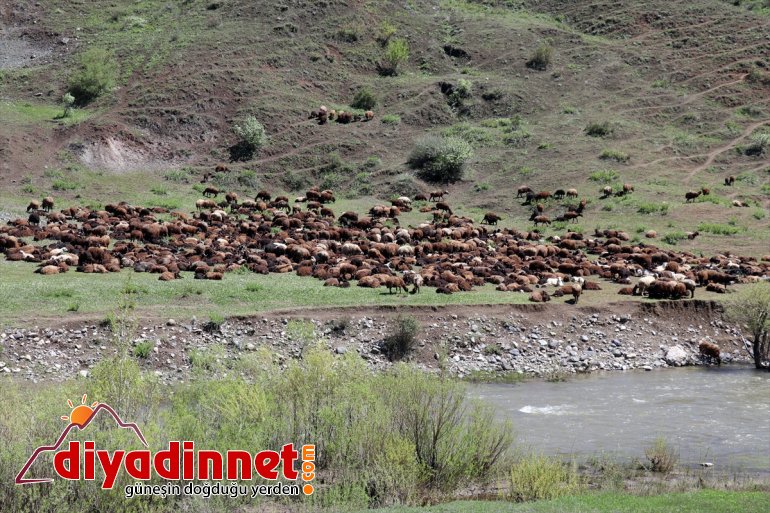 yolculuğu Ağrı başladı göçerlerin yaylalarına Iğdır
