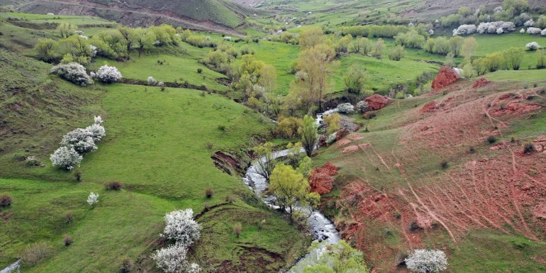 Sıcaklığın arttığı Iğdır'ın dağlarında meralar yeşillendi, ağaçlar çiçek açtı